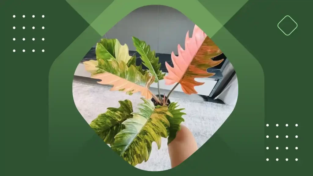 this is a caramel marble philodendron plant with large colorful leaves placed in a pot.