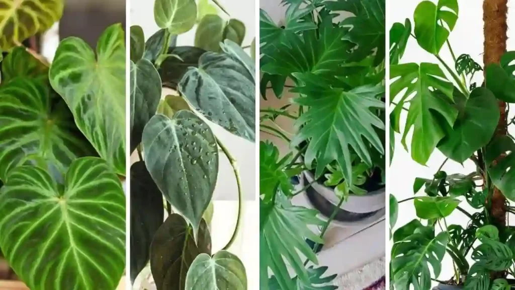 this image shows a collage of different philodendron plants, including potted plants and houseplants.
