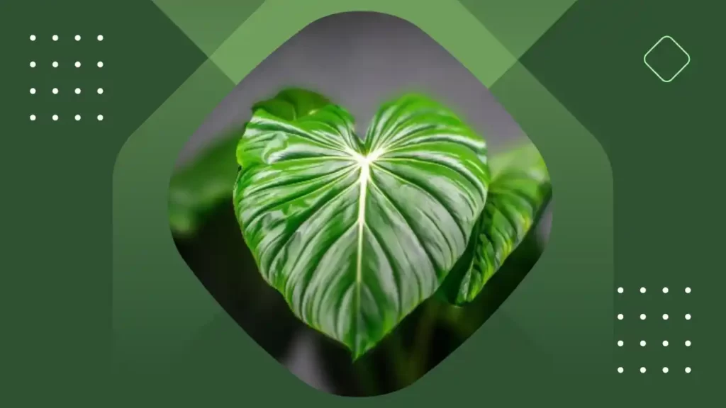 this is a philodendron mcdowell plant with large glossy leaf placed on a green background.