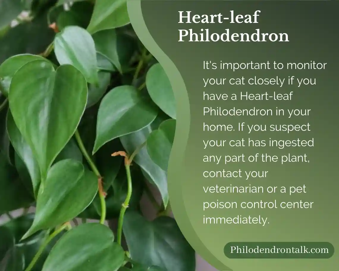 a Heart-leaf can be poisonous for a cat 