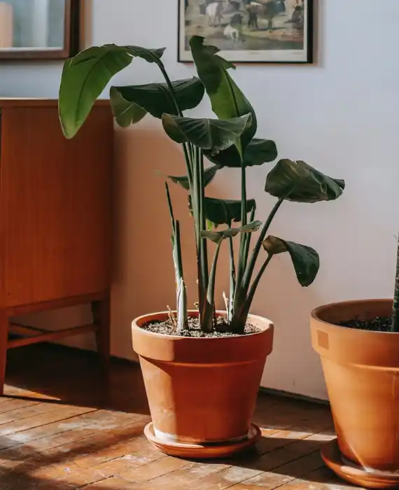 a green indoor plant placed in a big pot and kept at the corner of a room.