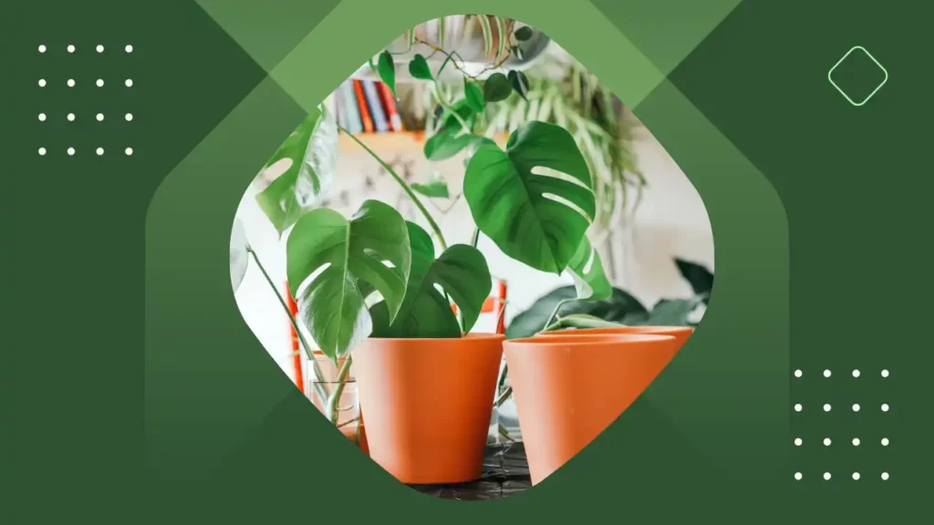 Healthy philodendrons are placed in best orange plastic pots.