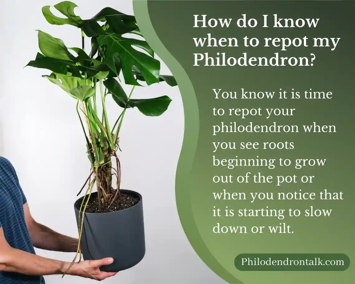 philodendron re-potting-guide