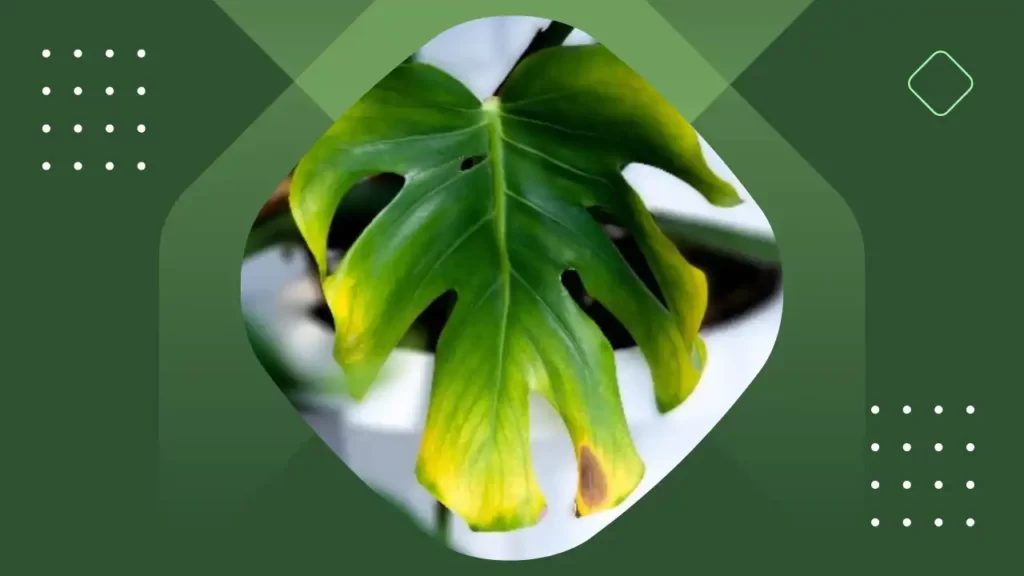 A philodendron with yellow leaf is placed on a green background.