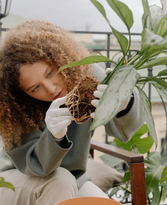 a woman carefully inspecting the roots of a philodendron plant to check for root rot.