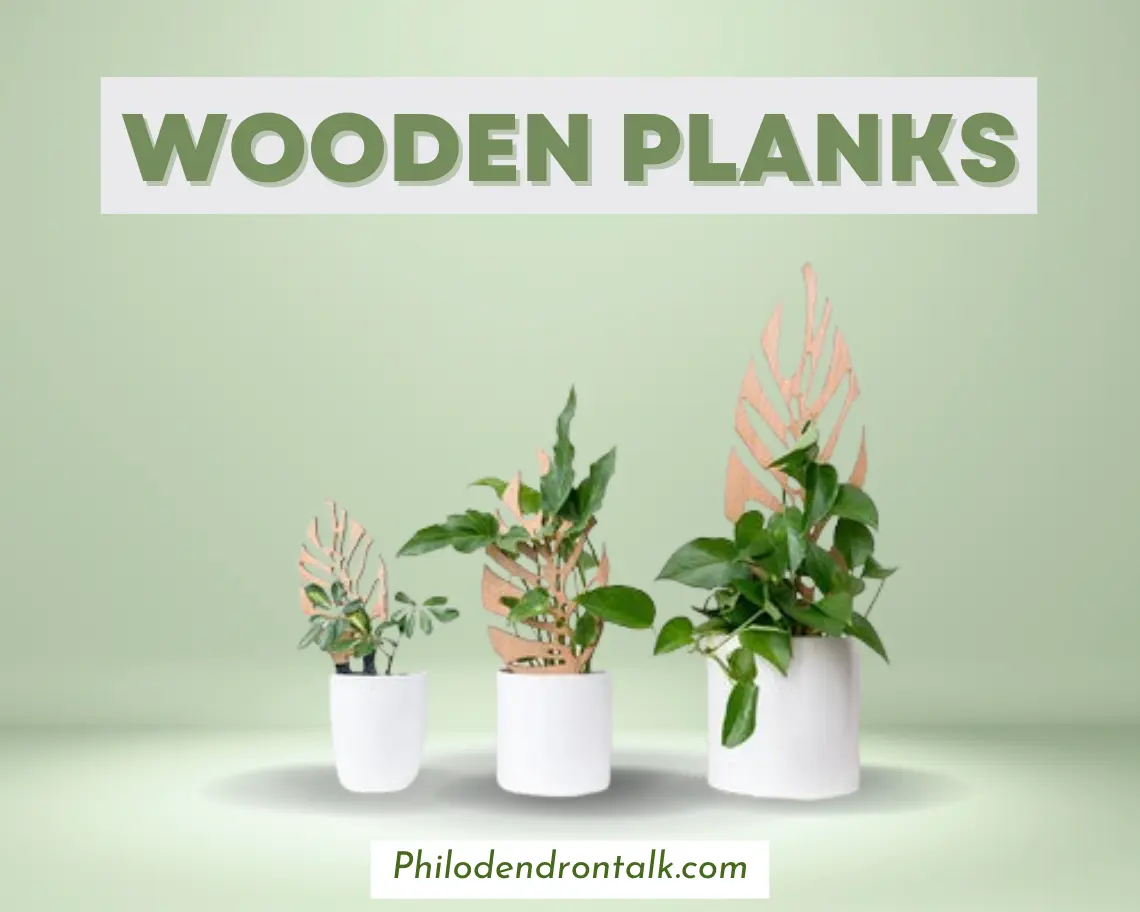 philodendron supported by wooden planks for faster growth.